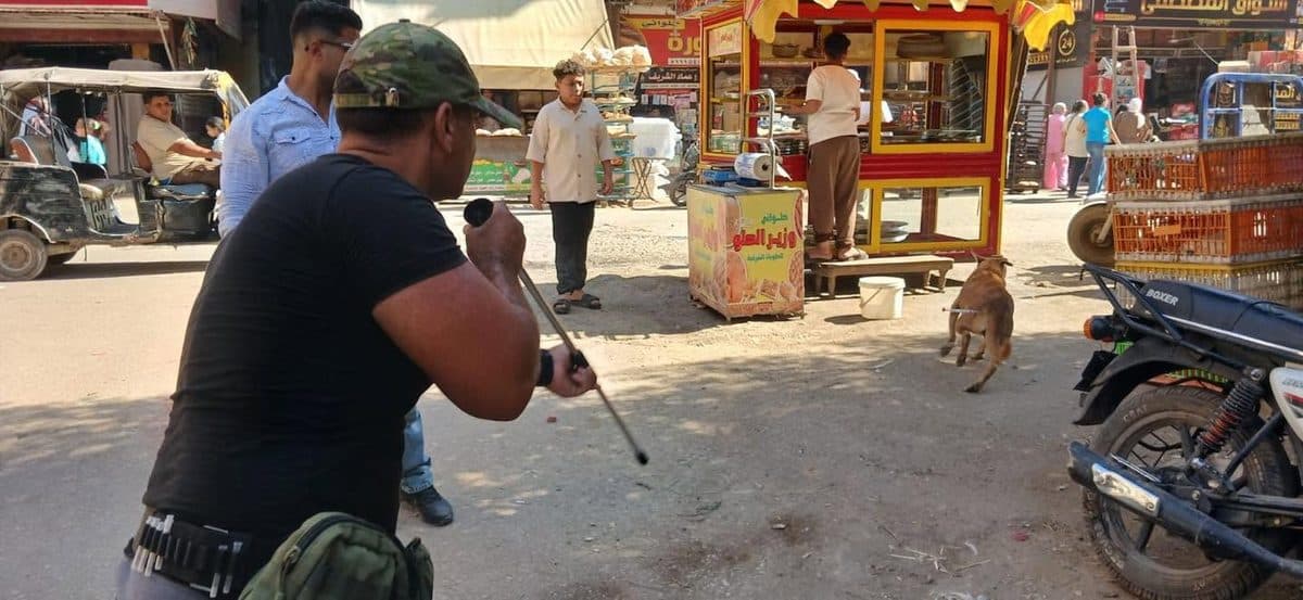 أحد أفراد الفريق البيطري يطعّم كلبًا حرًّا ضد السعار عن بُعد في أحد شوارع إمبابة